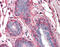 Alpha-PAK antibody, 51-975, ProSci, Immunohistochemistry frozen image 
