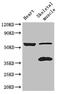 IQ Motif Containing G antibody, orb46551, Biorbyt, Western Blot image 