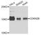 Cyclin Dependent Kinase Inhibitor 2B antibody, A5685, ABclonal Technology, Western Blot image 
