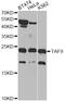 Adenylate Kinase 6 antibody, STJ25772, St John
