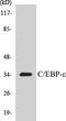 CCAAT Enhancer Binding Protein Epsilon antibody, EKC1071, Boster Biological Technology, Western Blot image 