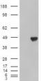 Carboxypeptidase A1 antibody, CF500170, Origene, Western Blot image 