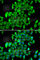 Ribosomal Protein L13 antibody, A6723, ABclonal Technology, Immunofluorescence image 
