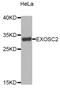 Exosome complex exonuclease RRP4 antibody, MBS129575, MyBioSource, Western Blot image 