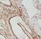 Golgi Phosphoprotein 3 antibody, FNab03561, FineTest, Immunohistochemistry paraffin image 