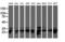 Proteasome Subunit Beta 7 antibody, LS-C337712, Lifespan Biosciences, Western Blot image 