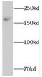 Protein Tyrosine Phosphatase Non-Receptor Type 23 antibody, FNab06937, FineTest, Western Blot image 