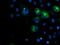 Paraplegin antibody, LS-C175083, Lifespan Biosciences, Immunofluorescence image 