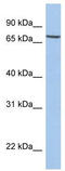 Solute Carrier Family 20 Member 1 antibody, TA333944, Origene, Western Blot image 