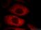 Villin 1 antibody, 66096-1-Ig, Proteintech Group, Immunofluorescence image 