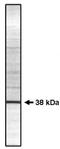 Serine/threonine-protein phosphatase PP1-gamma catalytic subunit antibody, AP05038PU-N, Origene, Western Blot image 