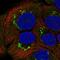 N-acetylgalactosaminyltransferase 7 antibody, HPA064243, Atlas Antibodies, Immunofluorescence image 