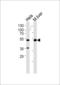 Autophagy Related 4C Cysteine Peptidase antibody, LS-C156598, Lifespan Biosciences, Western Blot image 
