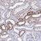 Pleckstrin Homology, MyTH4 And FERM Domain Containing H1 antibody, PA5-62523, Invitrogen Antibodies, Immunohistochemistry frozen image 