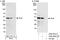 Pro-Apoptotic WT1 Regulator antibody, A302-091A, Bethyl Labs, Western Blot image 