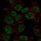 SYN2 antibody, NBP2-58134, Novus Biologicals, Immunocytochemistry image 