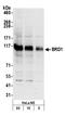 Bromodomain-containing protein 1 antibody, A302-366A, Bethyl Labs, Western Blot image 
