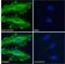 Glucagon-like peptide 1 receptor antibody, GTX17606, GeneTex, Immunofluorescence image 