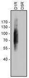 Dopamine Receptor D1 antibody, 720358, Invitrogen Antibodies, Western Blot image 