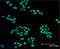 MCL1 Apoptosis Regulator, BCL2 Family Member antibody, ADI-AAP-240-F, Enzo Life Sciences, Immunofluorescence image 