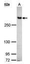 Filamin B antibody, orb73900, Biorbyt, Western Blot image 