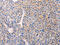Adenylate cyclase type 1 antibody, CSB-PA901817, Cusabio, Immunohistochemistry paraffin image 