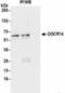 Protein DGCR14 antibody, NBP2-36530, Novus Biologicals, Immunoprecipitation image 