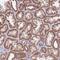 Mitochondrial Ribosomal Protein S18C antibody, NBP2-14807, Novus Biologicals, Immunohistochemistry frozen image 