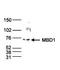 Methyl-CpG-binding domain protein 1 antibody, GTX60359, GeneTex, Western Blot image 