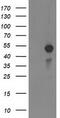 Myocyte-specific enhancer factor 2C antibody, M01131-1, Boster Biological Technology, Western Blot image 