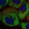 Rho GTPase Activating Protein 11A antibody, HPA040830, Atlas Antibodies, Immunofluorescence image 