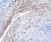 Intercellular Adhesion Molecule 1 antibody, DDX0150P-100, Novus Biologicals, Western Blot image 
