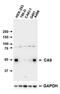 Carbonic Anhydrase 9 antibody, NB100-417, Novus Biologicals, Western Blot image 