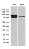 Eukaryotic Translation Elongation Factor 1 Delta antibody, LS-C796045, Lifespan Biosciences, Western Blot image 