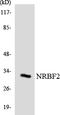 Nuclear Receptor Binding Factor 2 antibody, LS-C200282, Lifespan Biosciences, Western Blot image 
