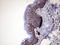 Melan-A antibody, LS-C791133, Lifespan Biosciences, Immunohistochemistry paraffin image 