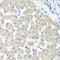 RAB24, Member RAS Oncogene Family antibody, A10656, Boster Biological Technology, Immunohistochemistry frozen image 