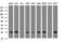 Cytidine/Uridine Monophosphate Kinase 1 antibody, M07962-1, Boster Biological Technology, Western Blot image 