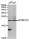Probable DNA dC->dU-editing enzyme APOBEC-3C antibody, abx004509, Abbexa, Western Blot image 