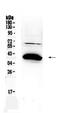 BCL2 Associated Athanogene 1 antibody, PA5-78851, Invitrogen Antibodies, Western Blot image 