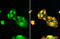 Poly(ADP-Ribose) Polymerase Family Member 14 antibody, GTX131920, GeneTex, Immunofluorescence image 