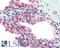 SPIN antibody, LS-B3097, Lifespan Biosciences, Immunohistochemistry paraffin image 