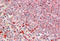 Ubiquitin Protein Ligase E3 Component N-Recognin 4 antibody, AP33295PU-N, Origene, Immunohistochemistry frozen image 