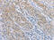 ArfGAP With GTPase Domain, Ankyrin Repeat And PH Domain 2 antibody, CSB-PA014480, Cusabio, Immunohistochemistry paraffin image 
