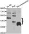 CD32 antibody, orb248060, Biorbyt, Western Blot image 
