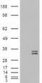 Neurotrophin 3 antibody, GTX83983, GeneTex, Western Blot image 
