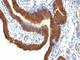 Epithelial Cell Adhesion Molecule antibody, V2688-100UG, NSJ Bioreagents, Flow Cytometry image 