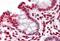 Yippee Like 4 antibody, MBS248314, MyBioSource, Immunohistochemistry paraffin image 
