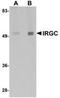 Immunity Related GTPase Cinema antibody, TA306821, Origene, Western Blot image 