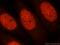 Myelin Expression Factor 2 antibody, 16051-1-AP, Proteintech Group, Immunofluorescence image 